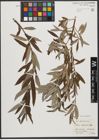 Foto von Salix stipularis Sm.